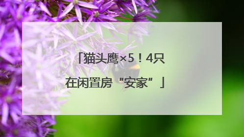 猫头鹰×5！4只在闲置房“安家”