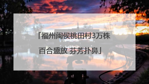 福州闽侯桃田村3万株百合盛放 芬芳扑鼻