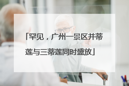 罕见，广州一景区并蒂莲与三蒂莲同时盛放