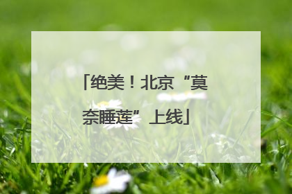 绝美！北京“莫奈睡莲”上线