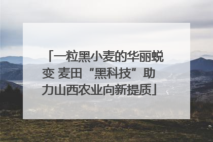 一粒黑小麦的华丽蜕变 麦田“黑科技”助力山西农业向新提质
