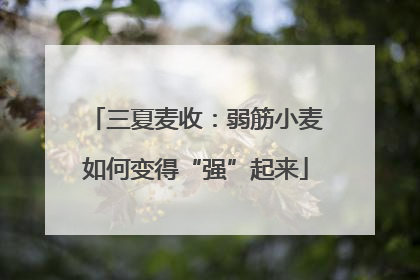 三夏麦收：弱筋小麦如何变得“强”起来