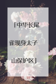 中华长尾雀现身太子山保护区