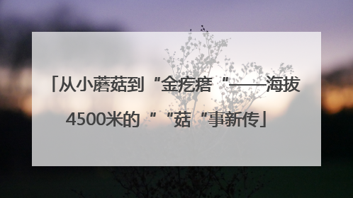 从小蘑菇到“金疙瘩“——海拔4500米的““菇“事新传