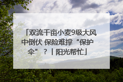 双流千亩小麦9级大风中倒伏 保险难撑“保护伞”？丨阳光帮忙