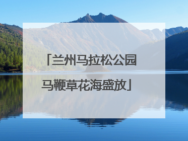 兰州马拉松公园 马鞭草花海盛放