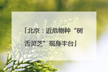 北京：近危物种“树舌灵芝”现身丰台