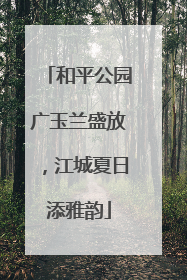 和平公园广玉兰盛放，江城夏日添雅韵