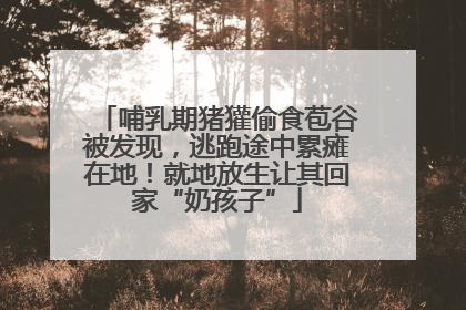 哺乳期猪獾偷食苞谷被发现，逃跑途中累瘫在地！就地放生让其回家“奶孩子”