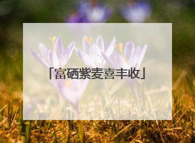 富硒紫麦喜丰收