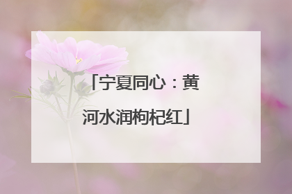 宁夏同心：黄河水润枸杞红