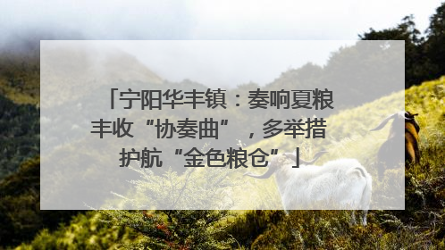 宁阳华丰镇：奏响夏粮丰收“协奏曲”，多举措护航“金色粮仓”