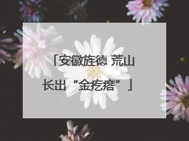 安徽旌德 荒山长出“金疙瘩”