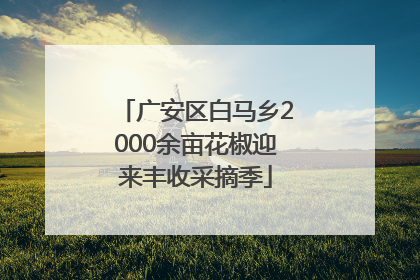 广安区白马乡2000余亩花椒迎来丰收采摘季