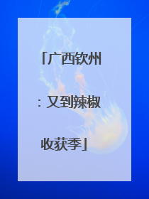 广西钦州：又到辣椒收获季