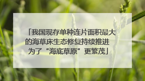 我国现存单种连片面积最大的海草床生态修复持续推进 为了“海底草原”更繁茂