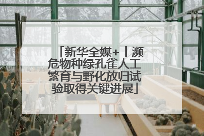 新华全媒+丨濒危物种绿孔雀人工繁育与野化放归试验取得关键进展