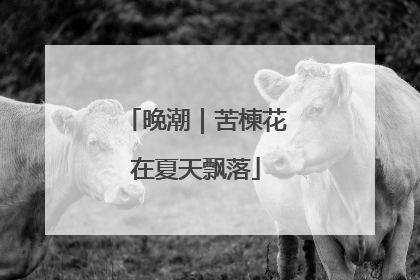 晚潮｜苦楝花在夏天飘落