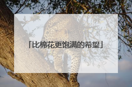 比棉花更饱满的希望