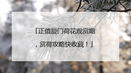 正值厦门荷花观赏期，赏荷攻略快收藏！