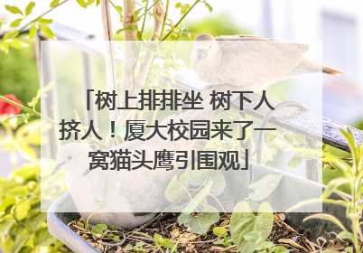 树上排排坐 树下人挤人！厦大校园来了一窝猫头鹰引围观