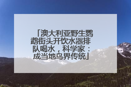 澳大利亚野生鹦鹉街头开饮水器排队喝水，科学家：成当地鸟界传统