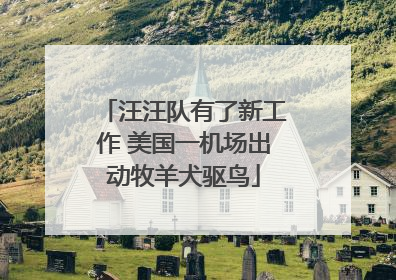 汪汪队有了新工作 美国一机场出动牧羊犬驱鸟