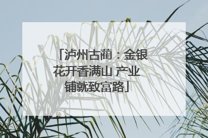 泸州古蔺：金银花开香满山 产业铺就致富路