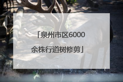泉州市区6000余株行道树修剪