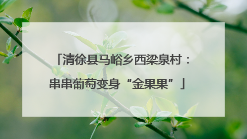清徐县马峪乡西梁泉村：串串葡萄变身“金果果”