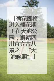 荷花即将进入盛花期！在天池公园，邂逅四川宜宾古八景之一“天池晚照”