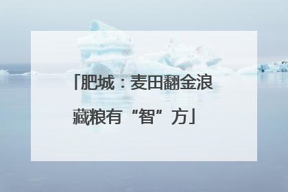 肥城：麦田翻金浪藏粮有“智”方