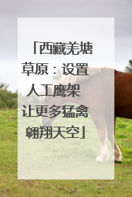 西藏羌塘草原：设置人工鹰架 让更多猛禽翱翔天空