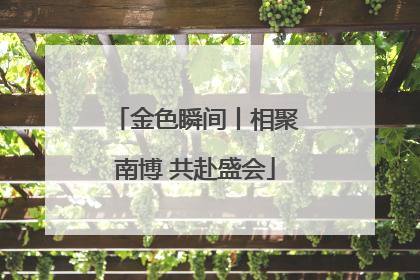 金色瞬间丨相聚南博 共赴盛会
