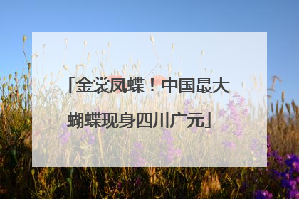 金裳凤蝶！中国最大蝴蝶现身四川广元
