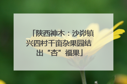 陕西神木：沙峁镇兴四村千亩杂果园结出“杏”福果