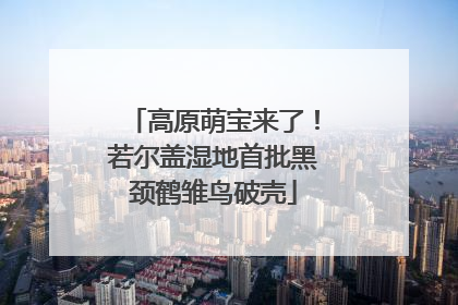 高原萌宝来了！若尔盖湿地首批黑颈鹤雏鸟破壳