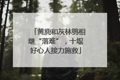 黄麂和灰林鸮相继“落难”，十堰好心人接力施救